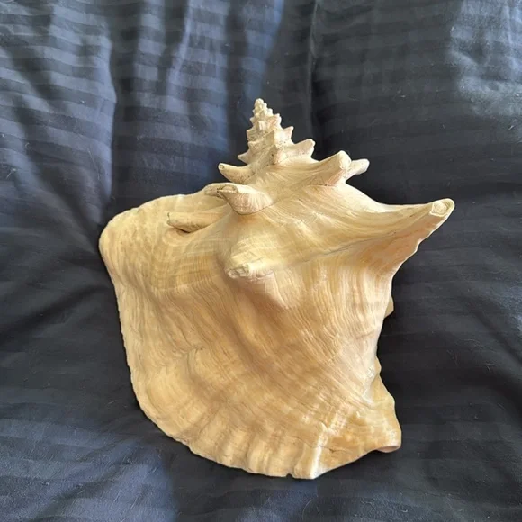 Large Queen Conch Shell Natural - Picture 2 of 6